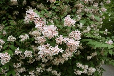 Deutzia Krankheiten